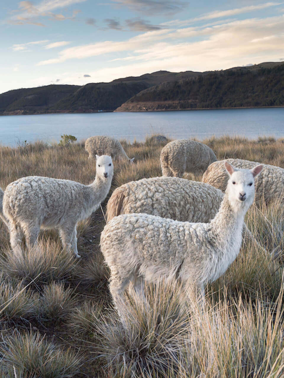 Alpaca Bedding – Sweet Dreams Are Made of This
